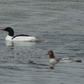 Common Merganser