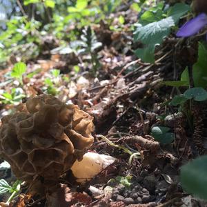 Yellow Morel