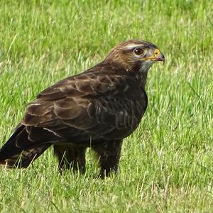 Mäusebussard