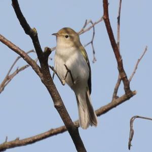 Bonelli's Warbler