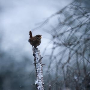 Winter Wren