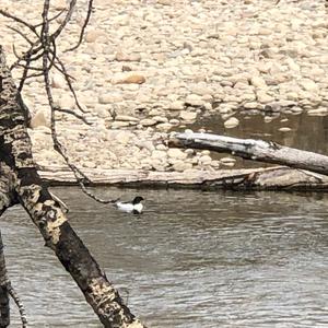 Common Merganser