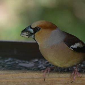 Hawfinch