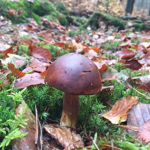 Bay Bolete