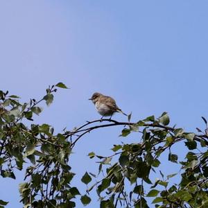 Common Chiffchaff