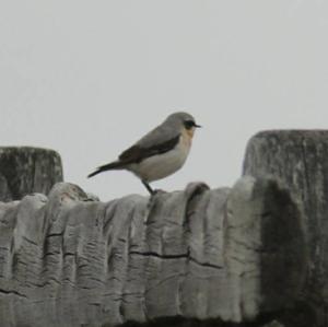 Northern Wheatear