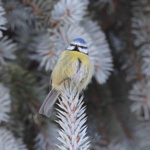 Blue Tit