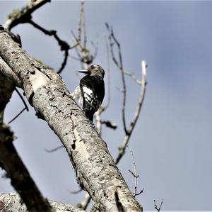 American Three-toed Woodpecker