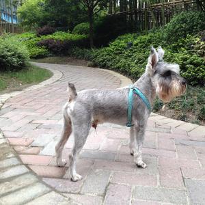 Miniature Schnauzer