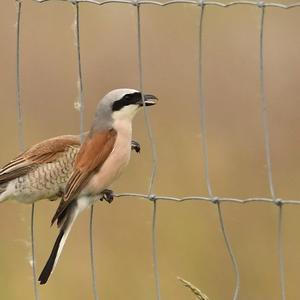 Red-backed Shrike