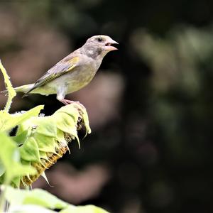 European Greenfinch