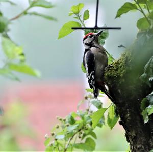 Great Spotted Woodpecker