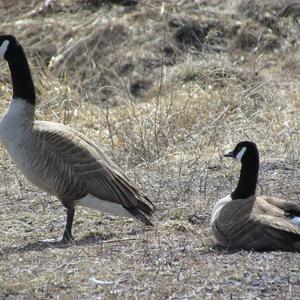 Canada Goose