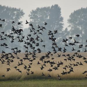 Common Starling