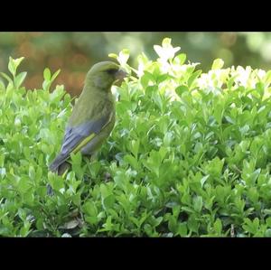 European Greenfinch