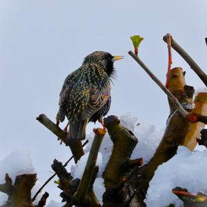 Common Starling