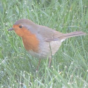 European Robin