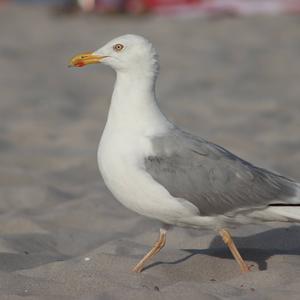 Herring Gull