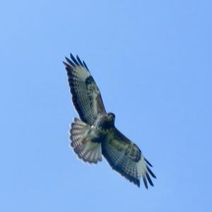 Common Buzzard