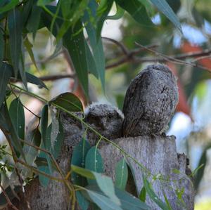 Common Scops-owl