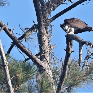 Osprey