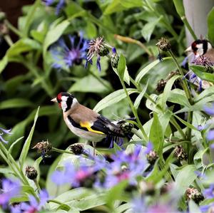 European Goldfinch