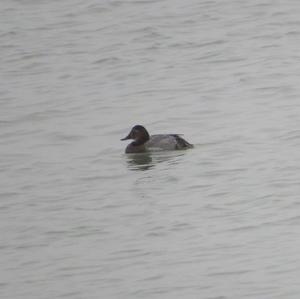 Common Pochard