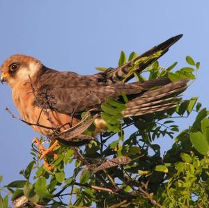 Red-footed Falcon