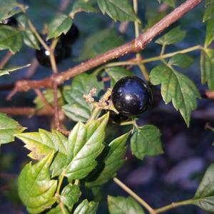 Unknown Species