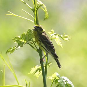 European Serin