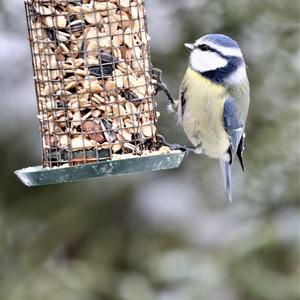 Blue Tit