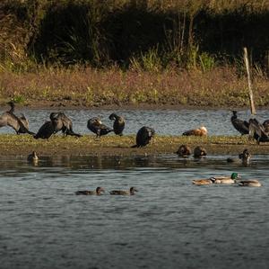 Great Cormorant