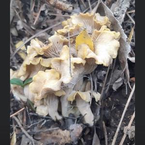 Unknown Species