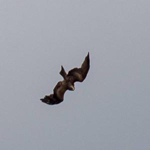 Black Kite