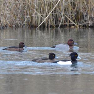 Ferruginous Duck