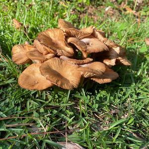 Honey Fungus