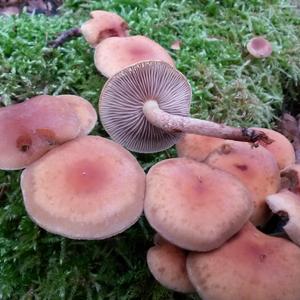 Smoky-gilled Hypholoma