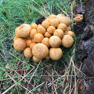 Scaly Pholiota