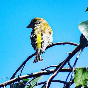 European Greenfinch