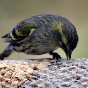 Eurasian Siskin