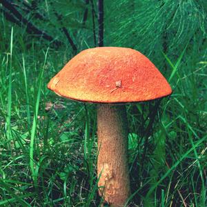 Orange Birch Bolete