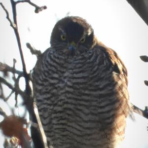 Eurasian Sparrowhawk