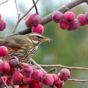 Redwing