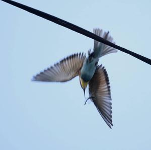 European Bee-eater