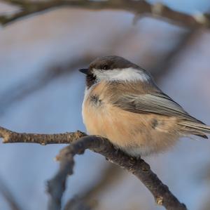 Siberian Tit