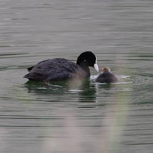 Common Coot