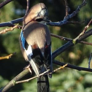 Eurasian Jay