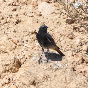 Black Redstart