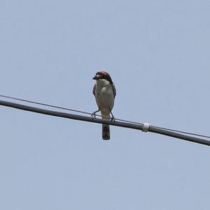 Woodchat Shrike