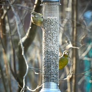 European Greenfinch